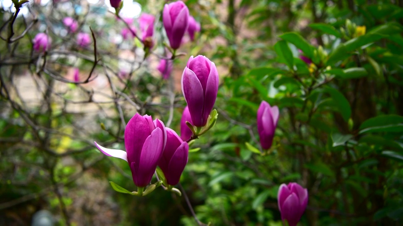 玉兰花视频素材