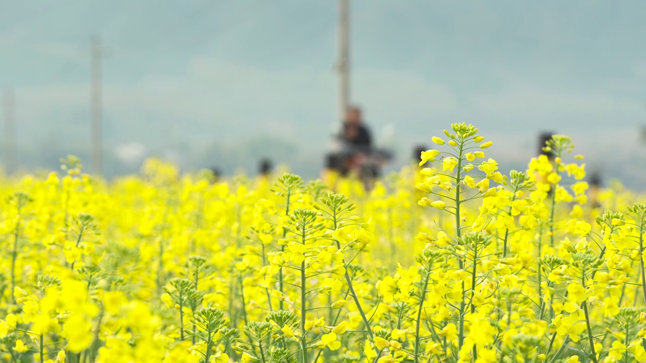 南方的油菜花田视频素材