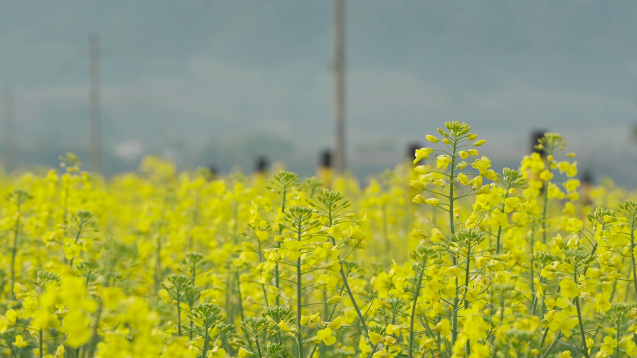 南方的油菜花田视频素材