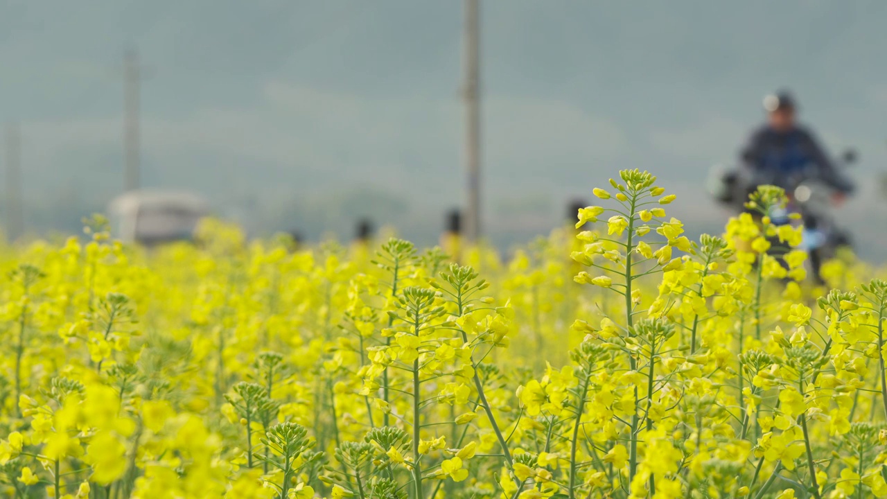 南方的油菜花田视频素材