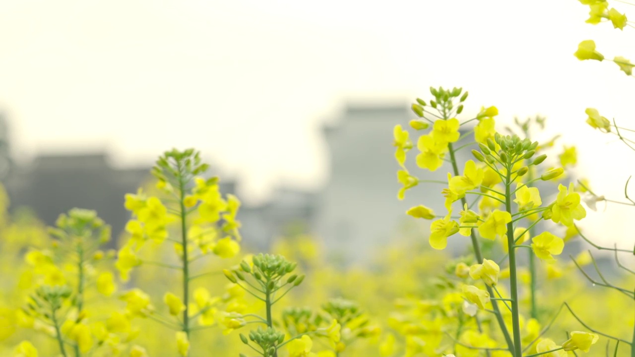 南方的油菜花田视频素材