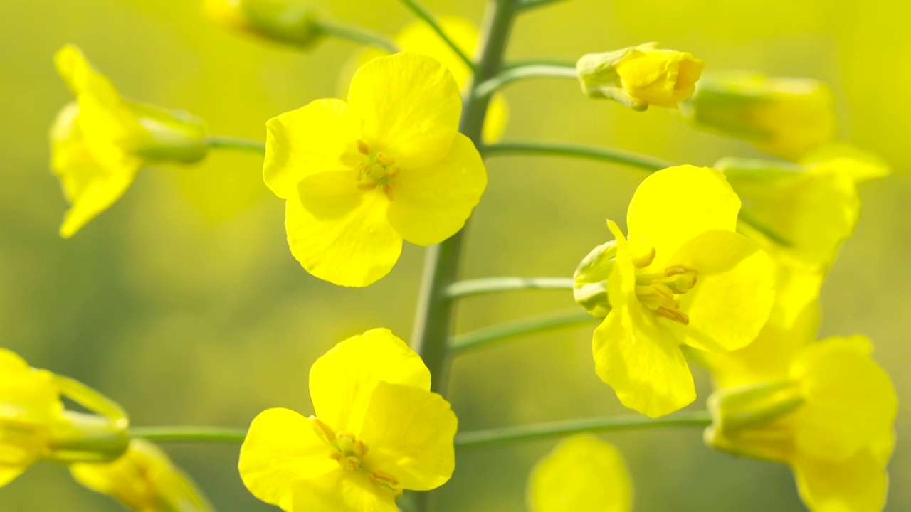 南方的油菜花田视频素材