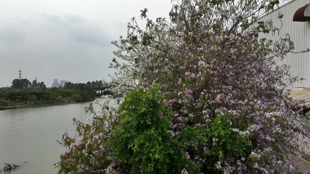 紫金花河岸视频素材