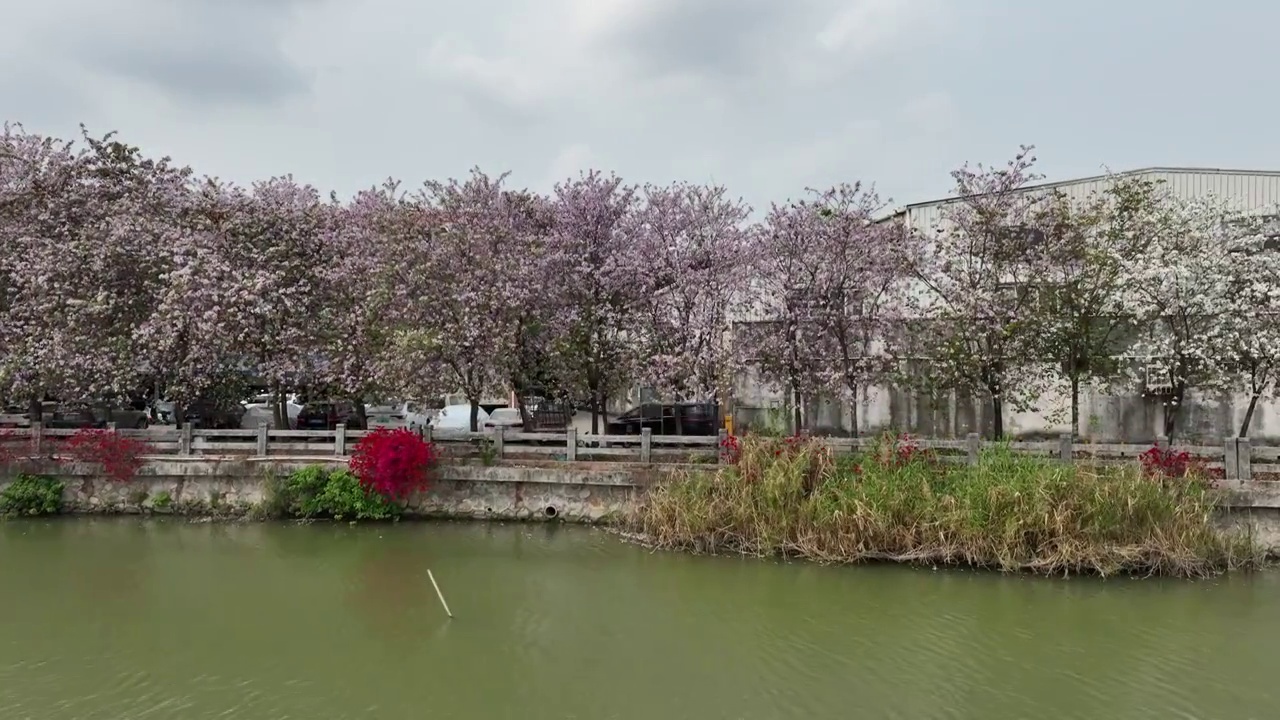 紫金花河岸视频素材