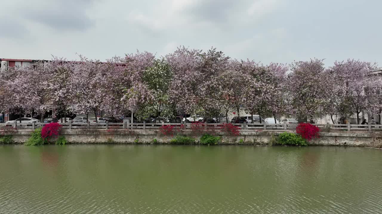 紫金花河岸视频素材