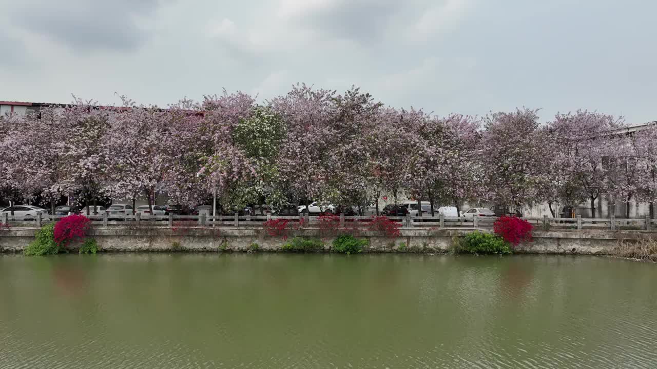 紫金花河岸视频素材