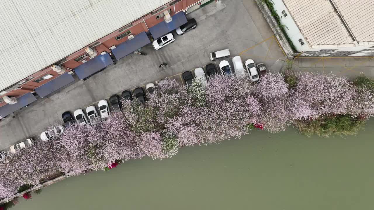 紫金花河岸视频素材