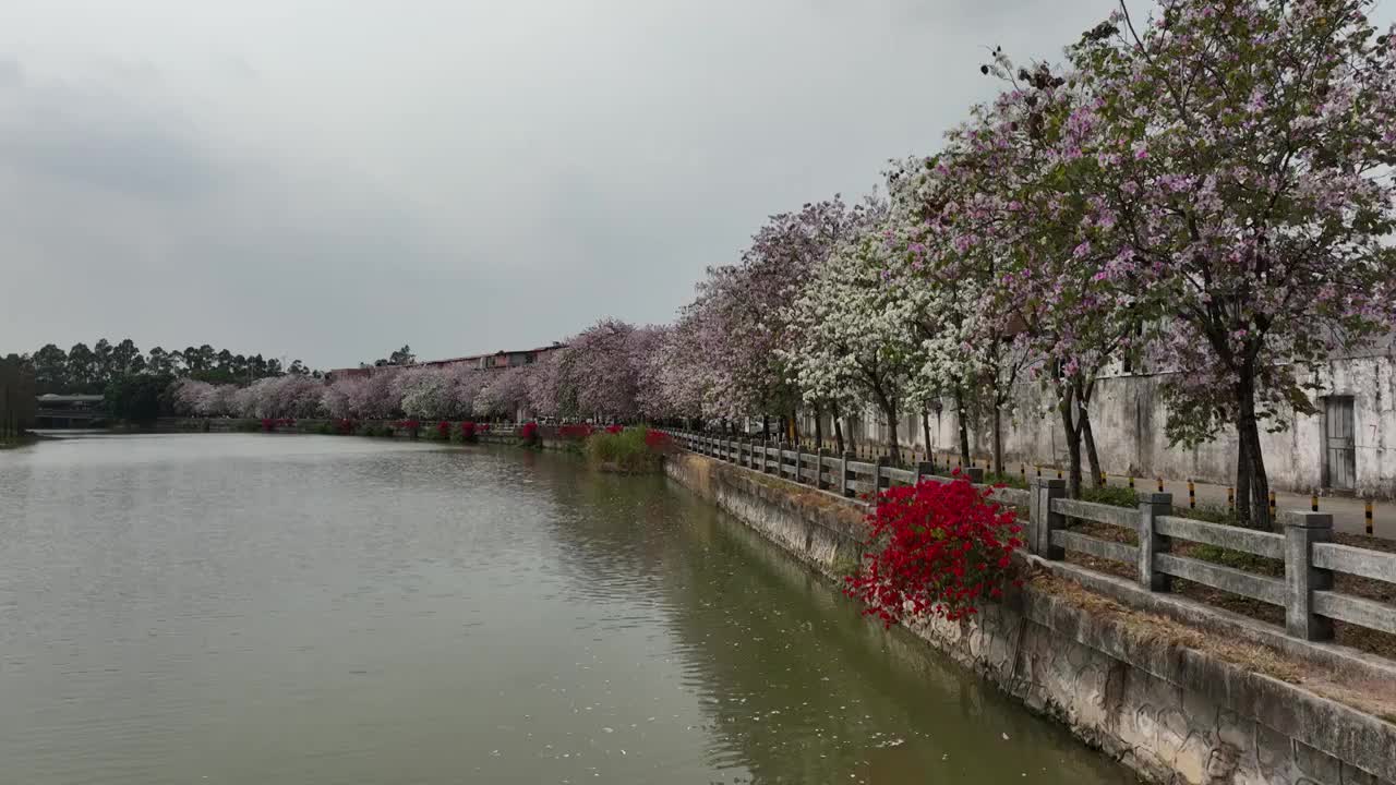 广东省广州市小洲村视频素材