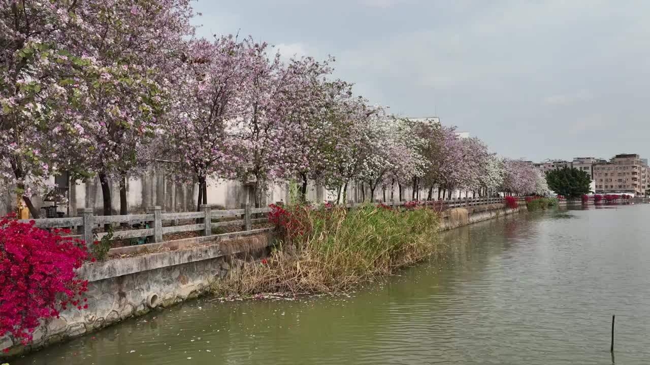 广东省广州市小洲村视频素材