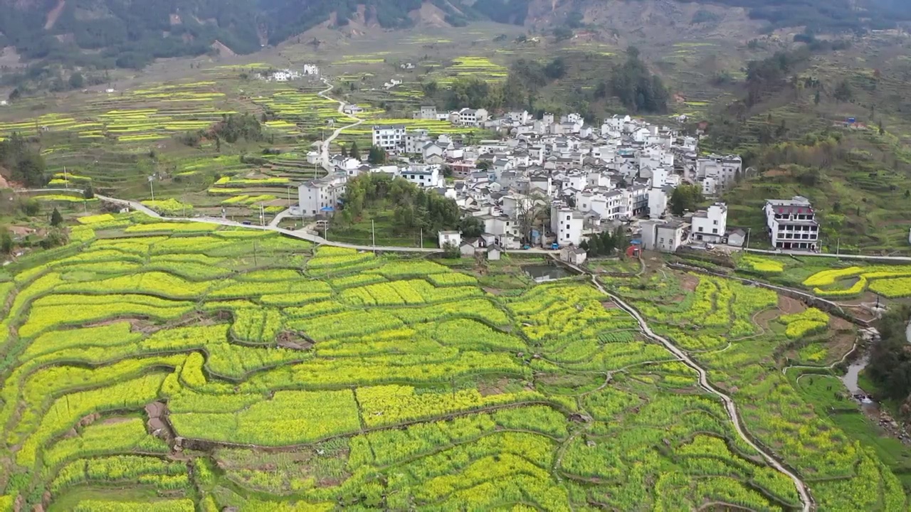 绩溪县家朋乡油菜花视频素材