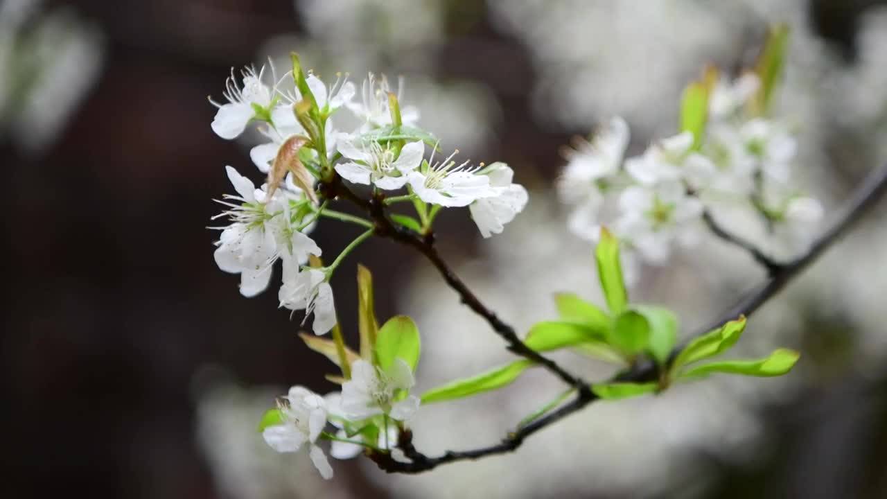 梨花视频素材