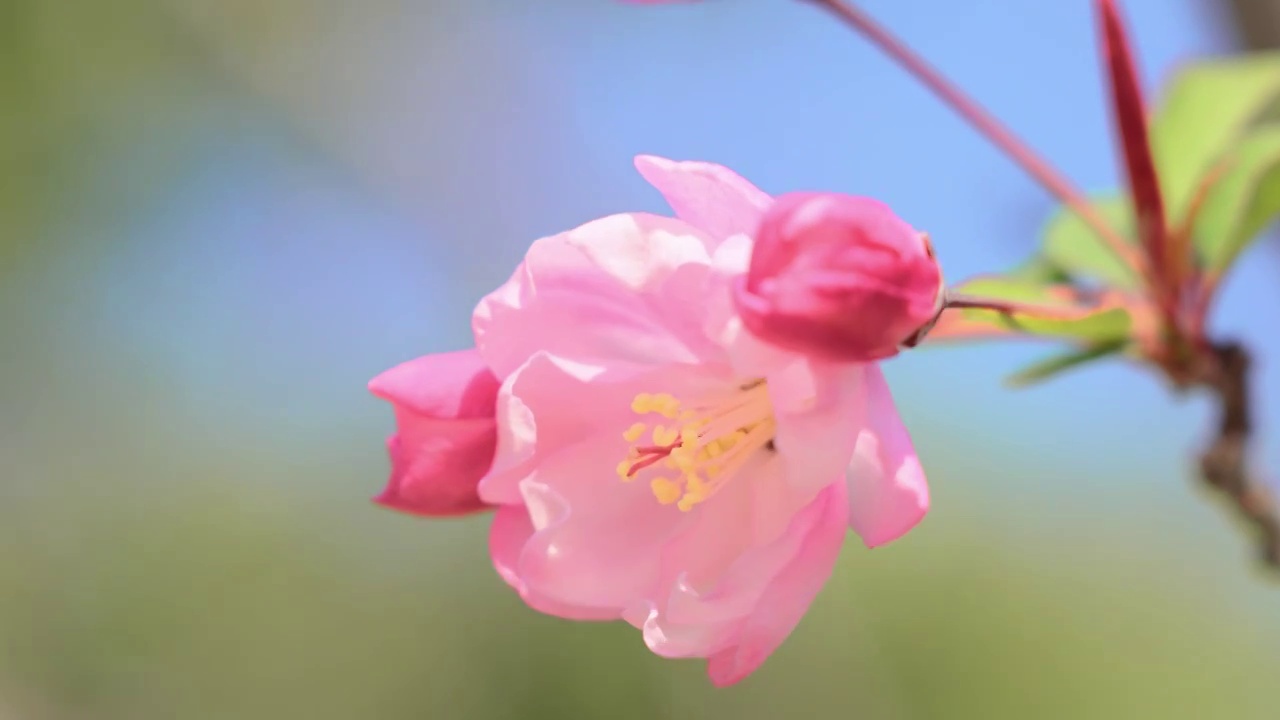 春天垂丝海棠开花视频素材