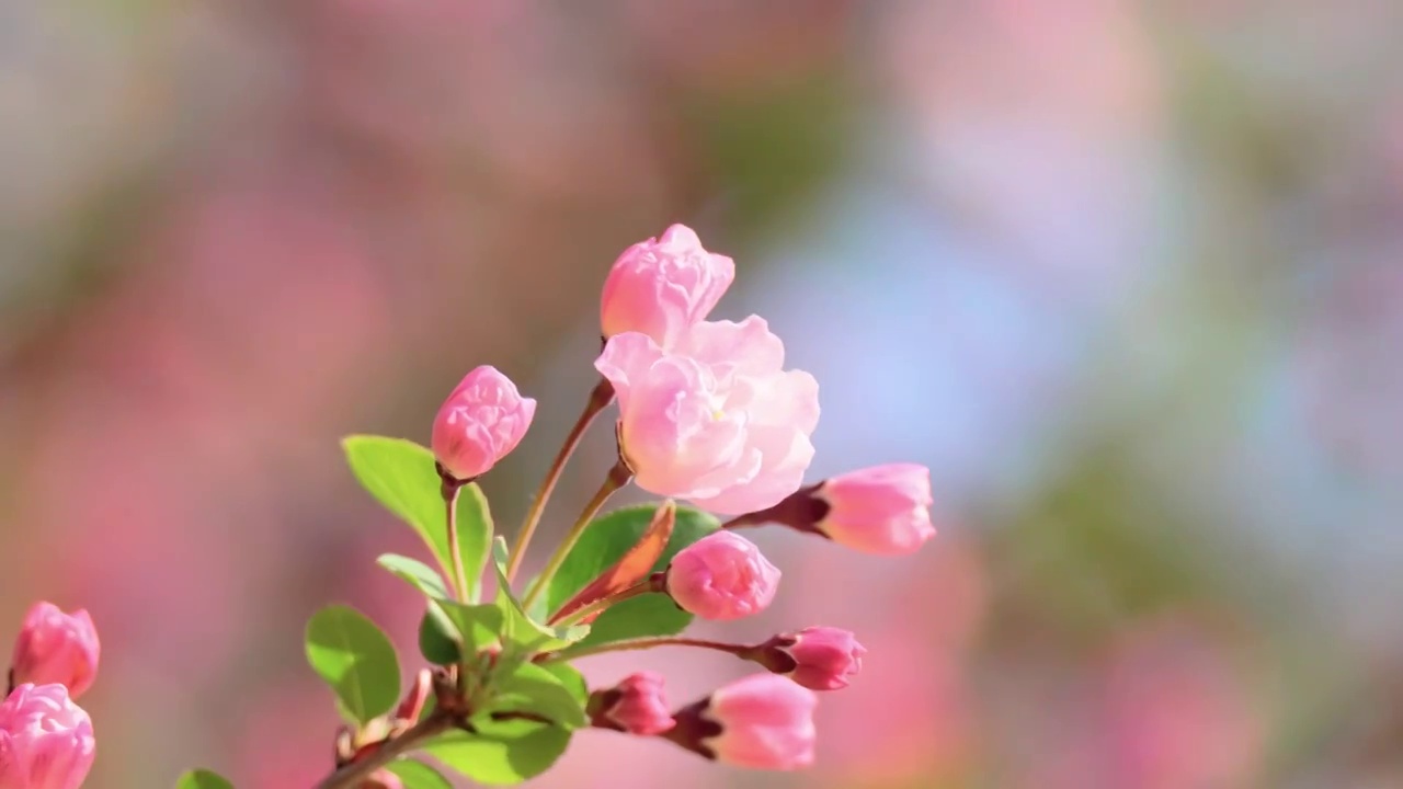 垂丝海棠开花视频素材