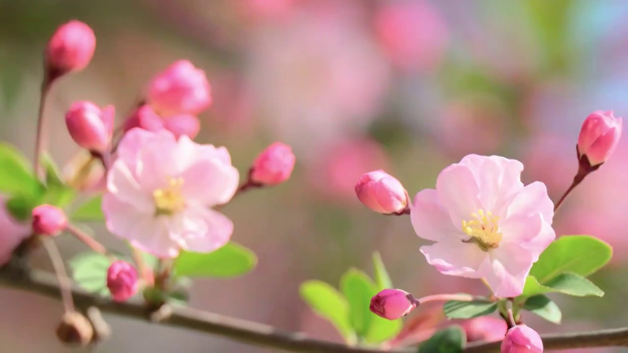 春天垂丝海棠开花视频素材