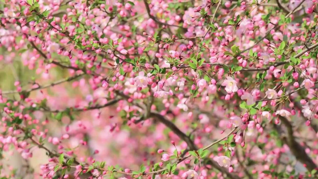 一大片垂丝海棠开花视频素材