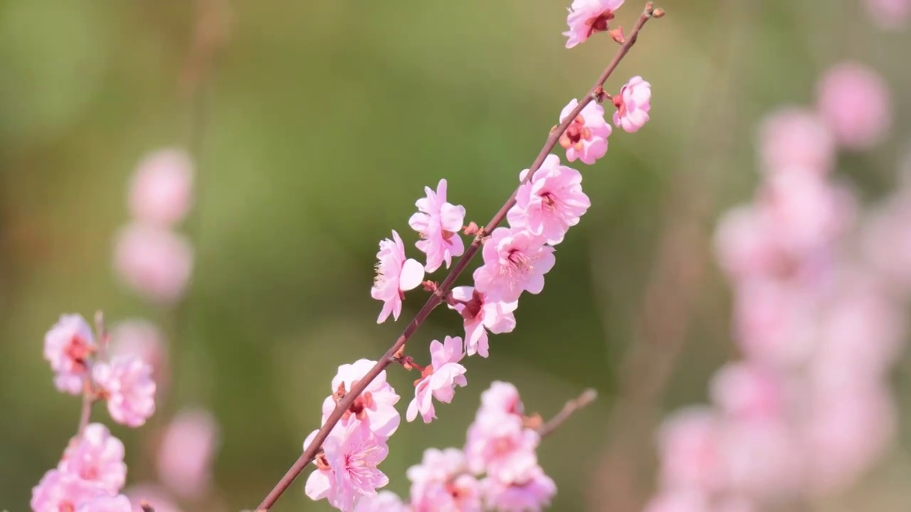 春天梅花开花视频素材