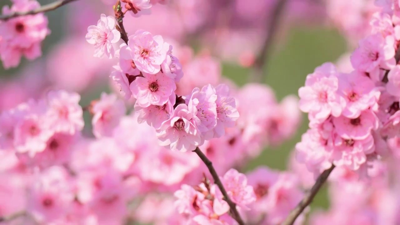 梅花视频素材