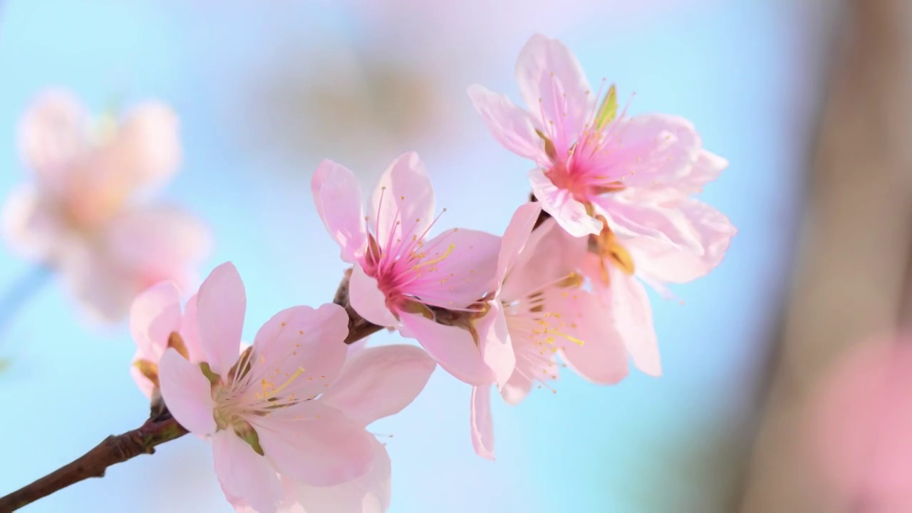 桃花视频素材