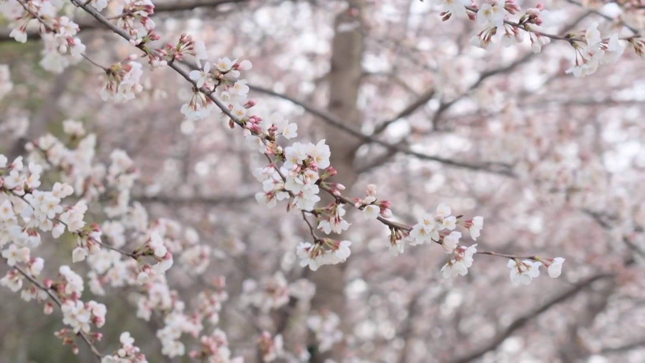 樱花视频素材