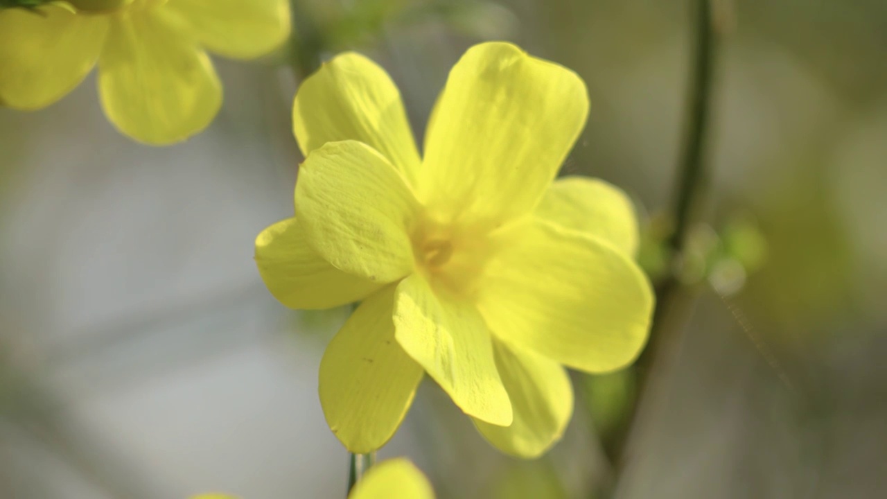 迎春花视频素材