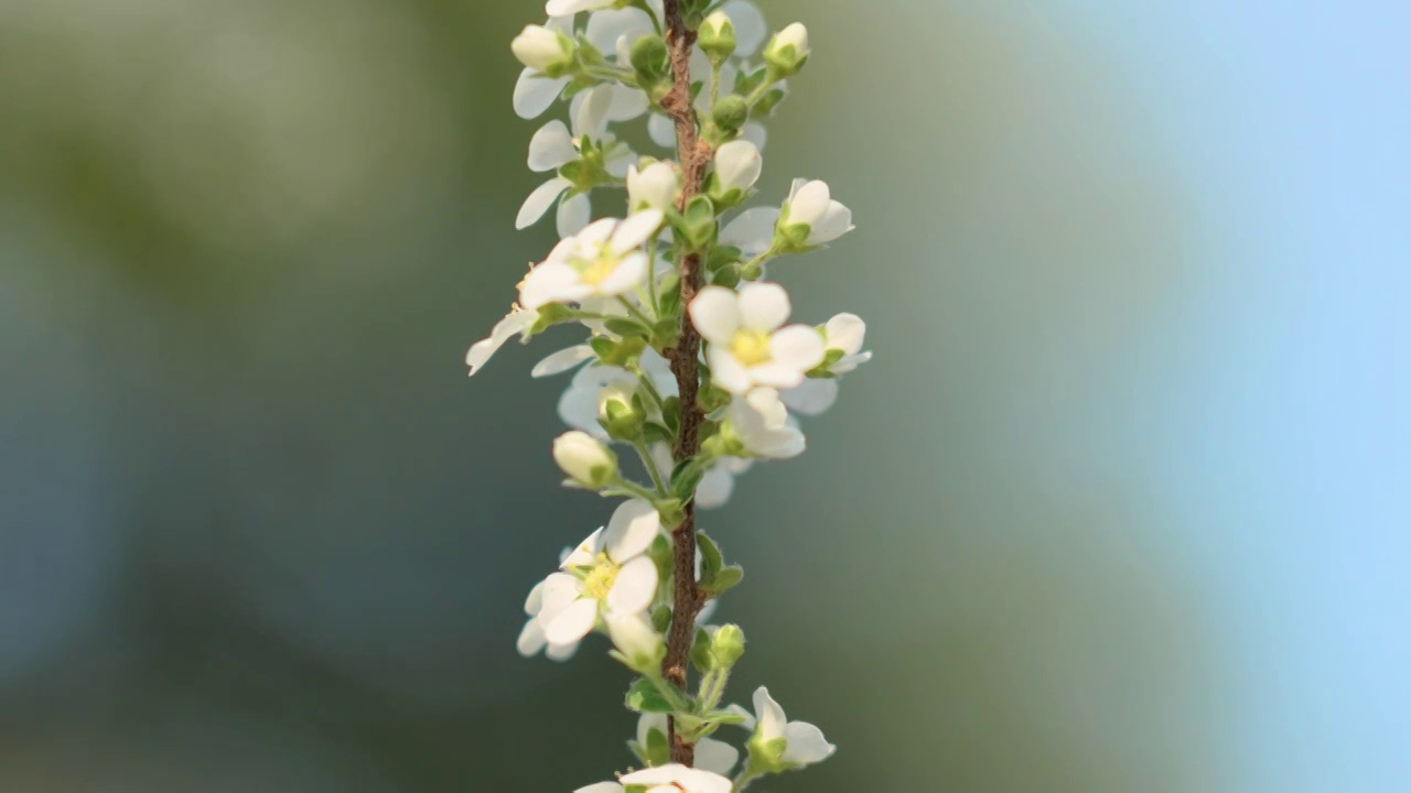 珍珠绣线菊特写视频素材