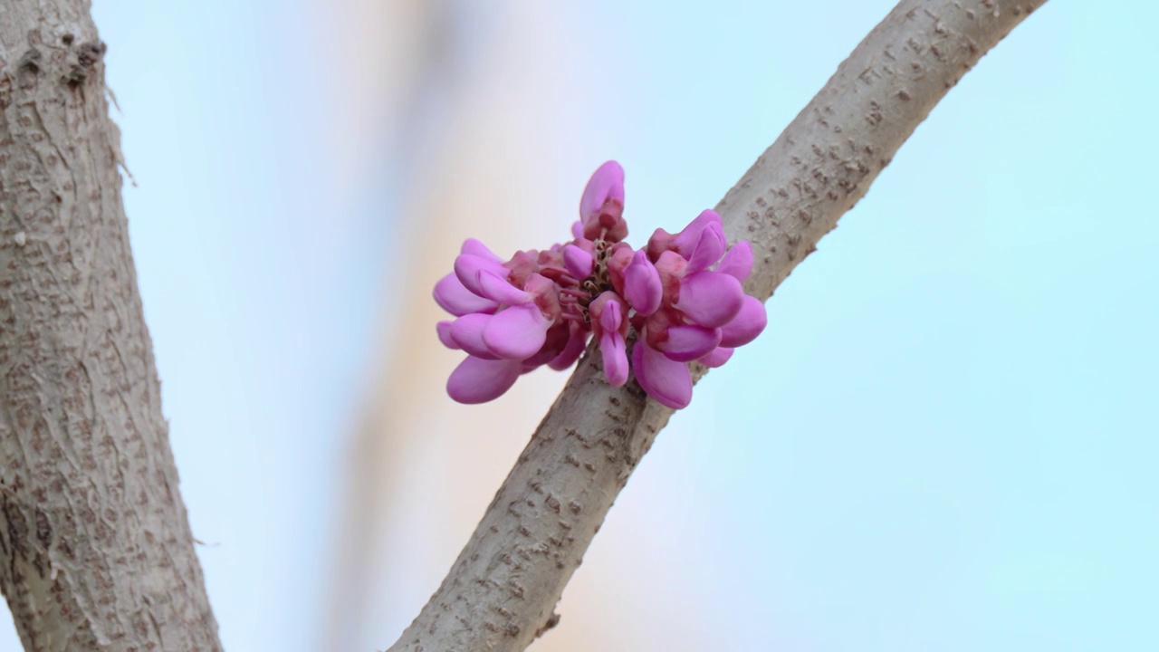 紫荆花视频素材