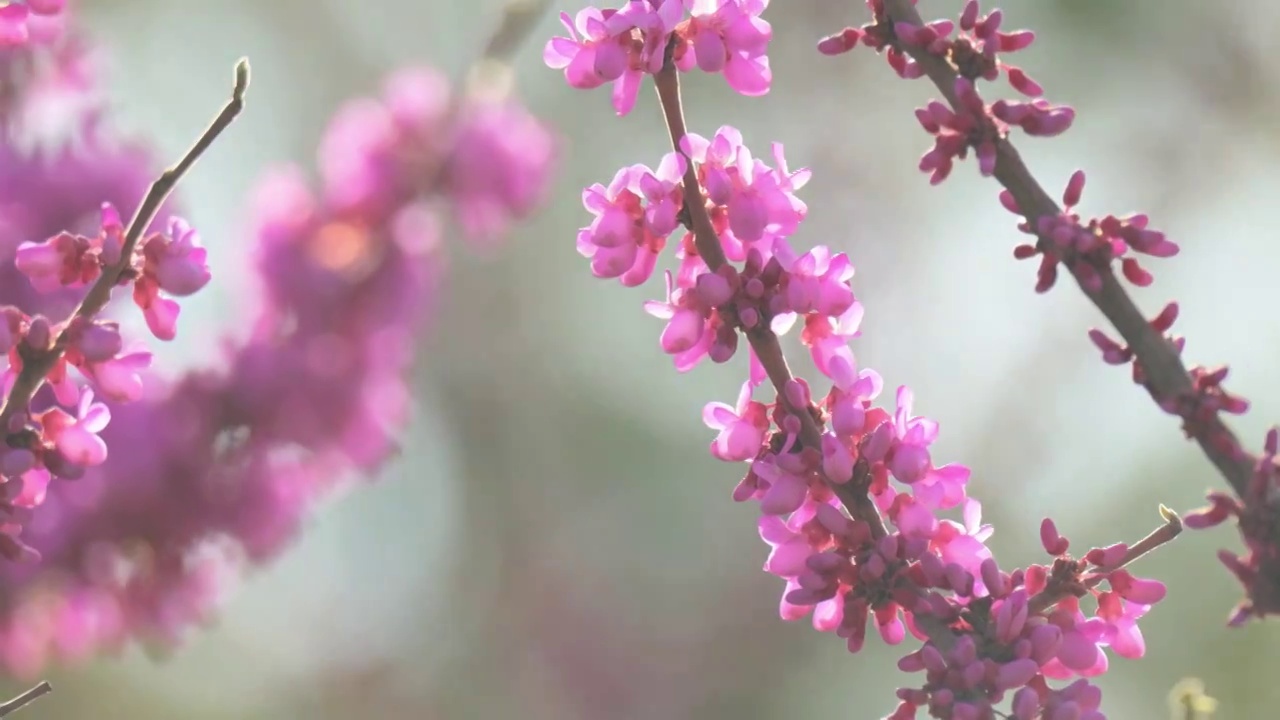 紫荆花视频素材