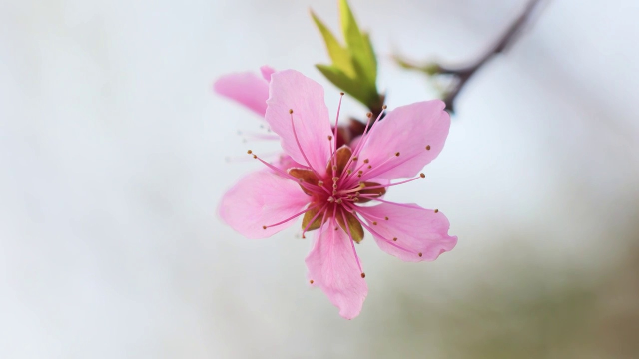 桃花视频素材