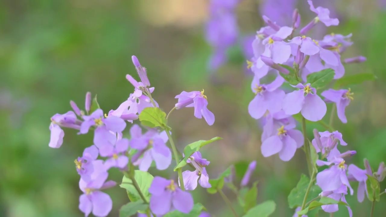 二月蓝视频素材