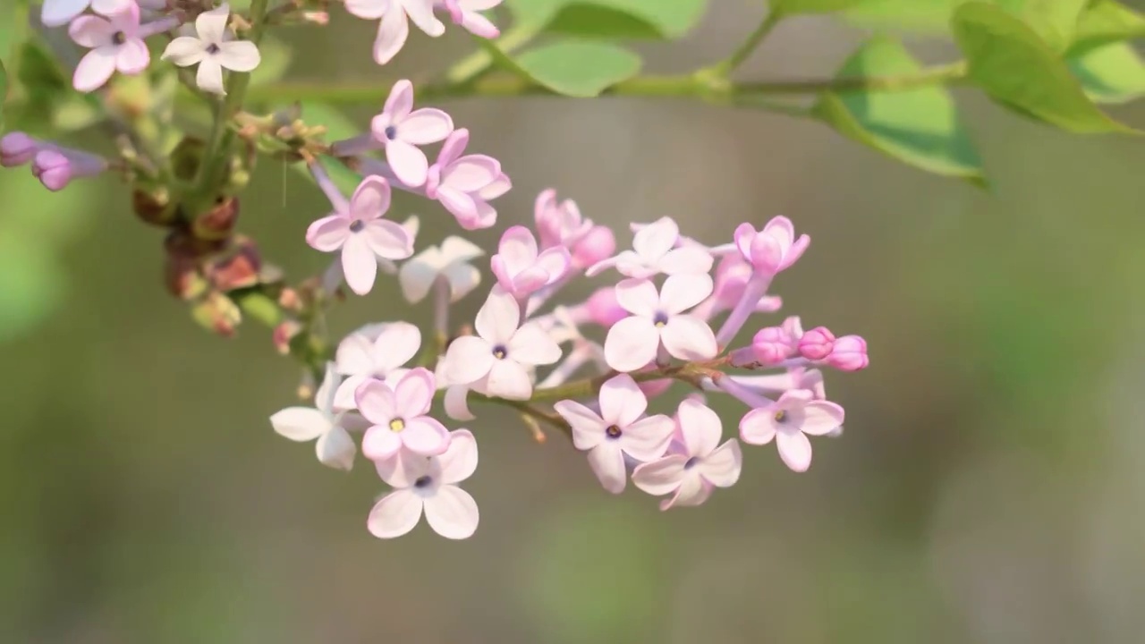 紫丁香视频素材