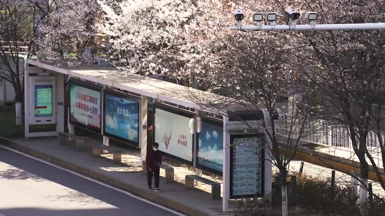 武汉春天樱花季城市街景樱花公交车站视频素材