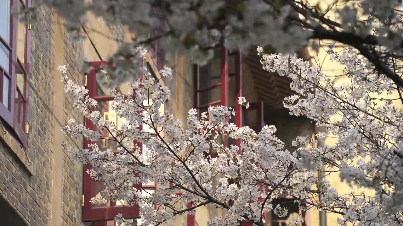 春天樱花季武汉大学盛开的樱花视频素材