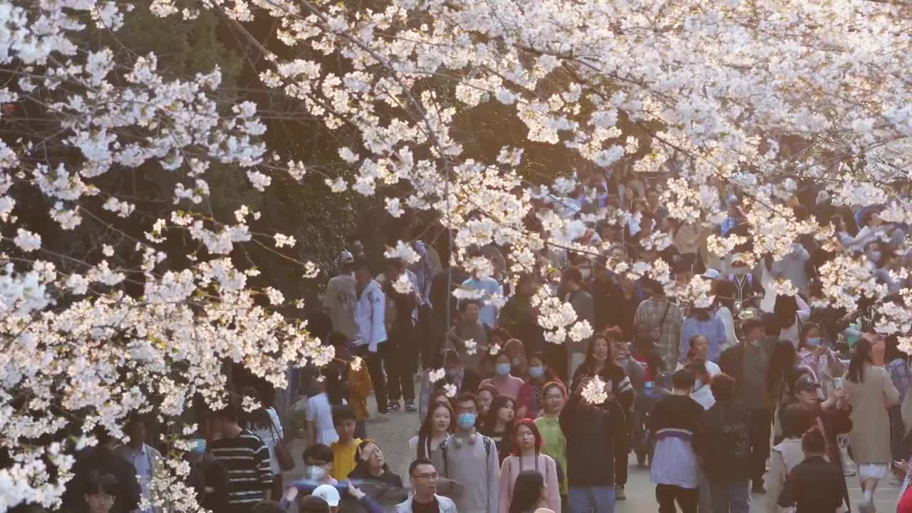 春天樱花季武汉大学樱花大道赏樱游客视频素材