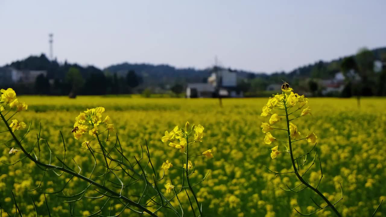 中国四川省绵阳市户外，白昼，油菜花，视频素材