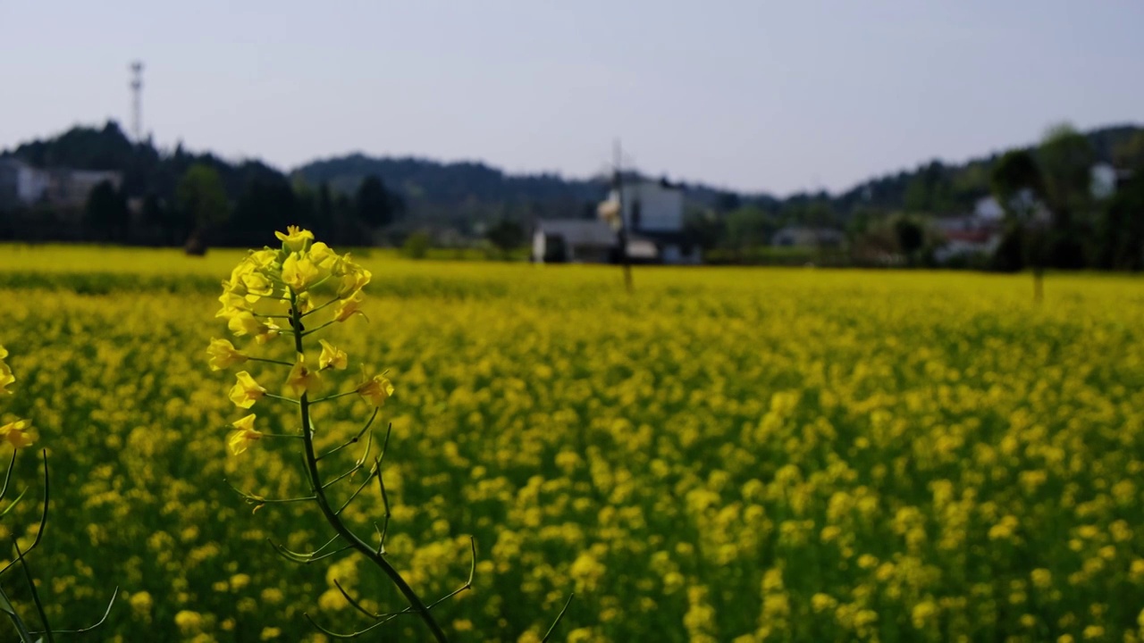 中国四川省绵阳市户外，白昼，油菜花，视频素材