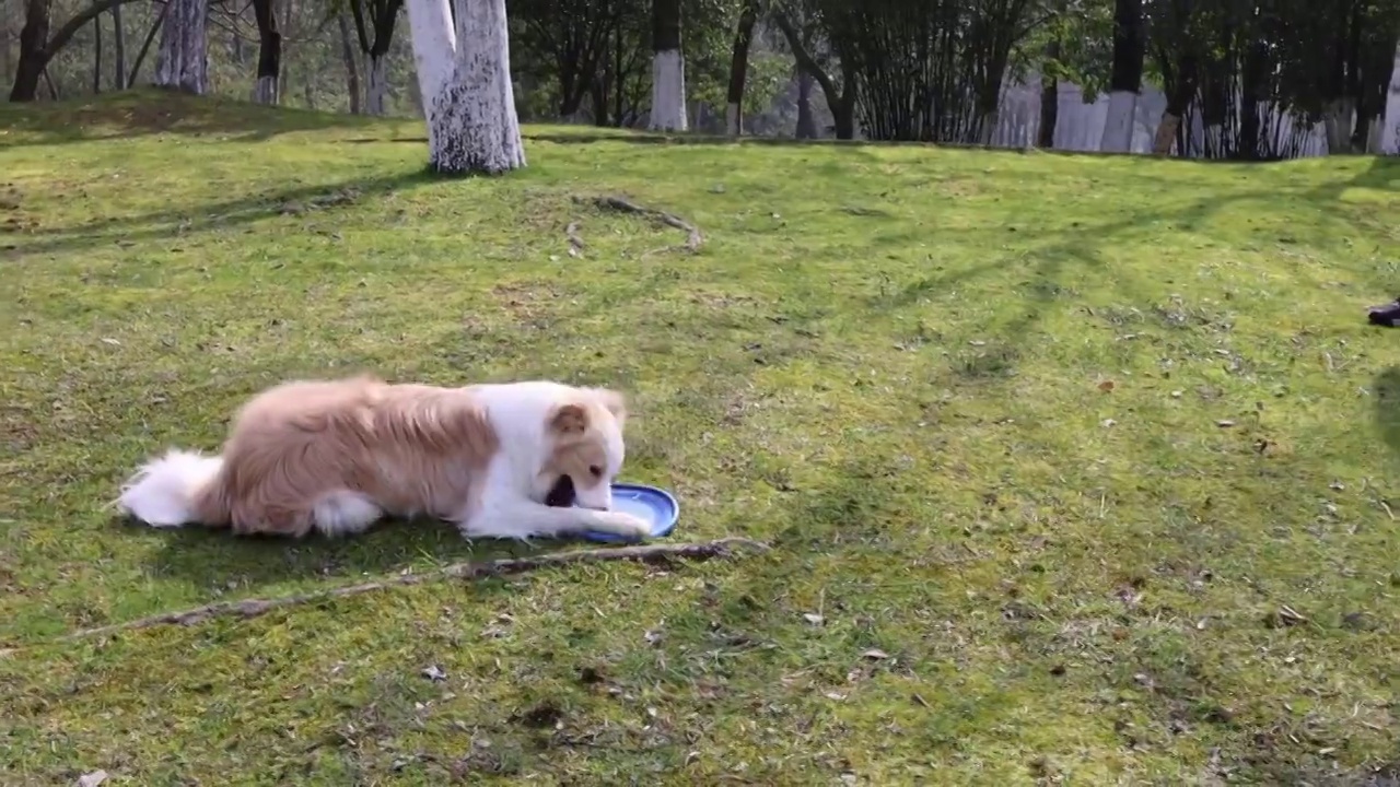 两只边境牧羊犬接住了飞盘视频素材