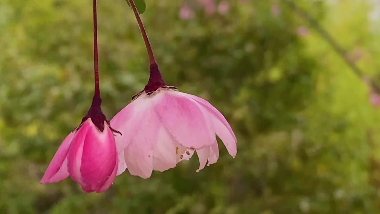 海棠花开视频素材