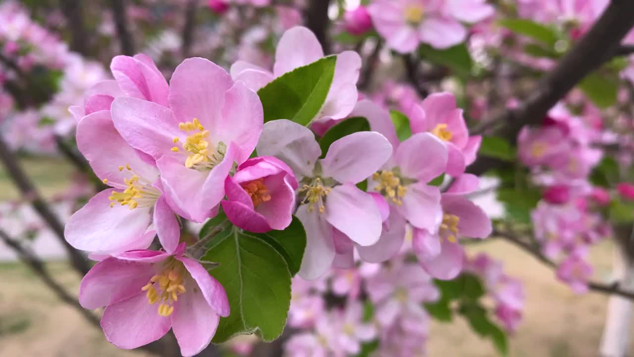 海棠花开视频素材