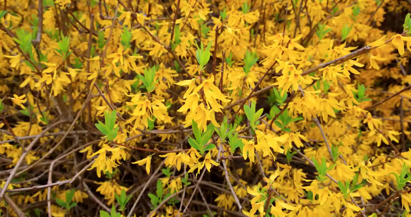 连翘花视频素材