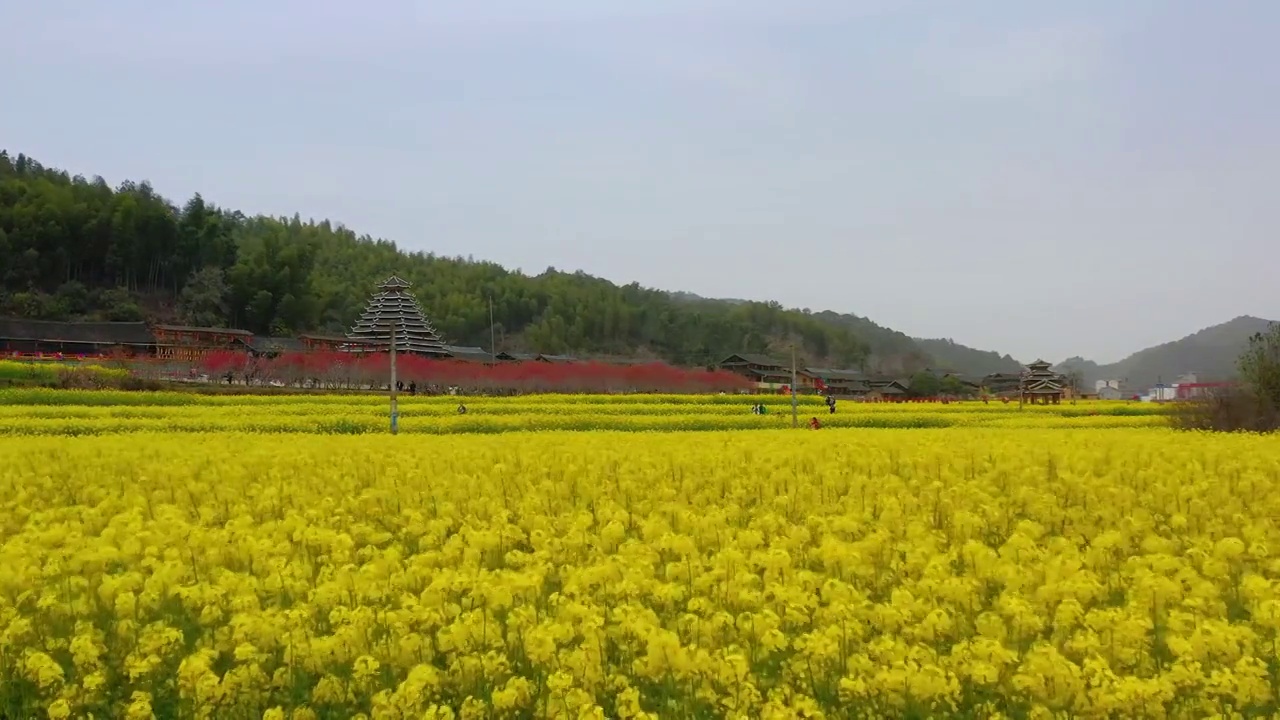 航拍春天农村油菜花盛开美丽景象视频素材