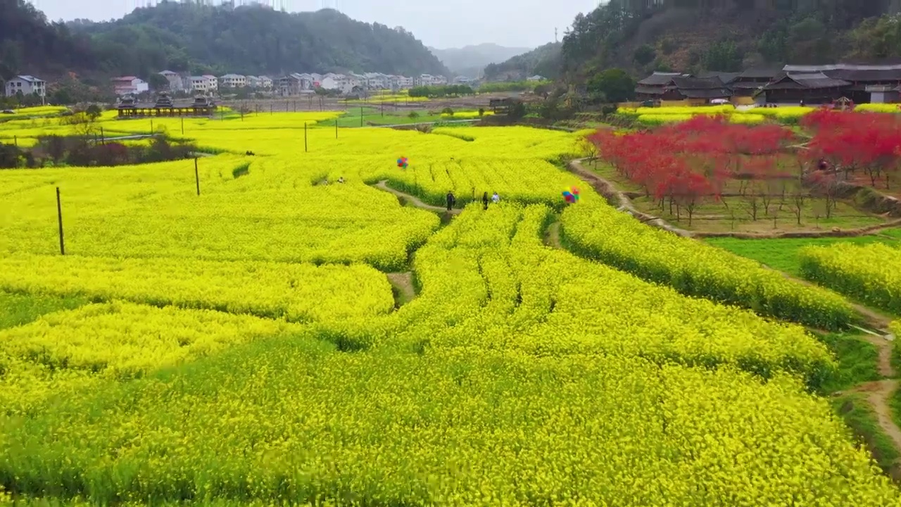 航拍春天农村油菜花盛开美丽景象视频素材