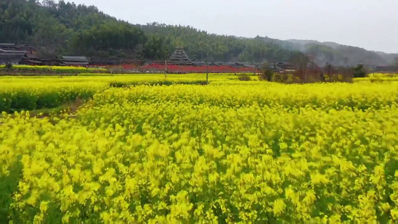 航拍春天农村油菜花盛开美丽景象视频素材