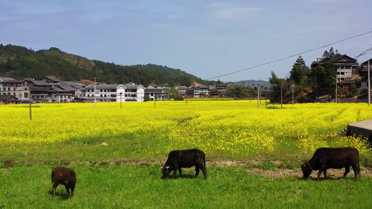 航拍牛在农村田地里吃草美丽乡村景象视频素材