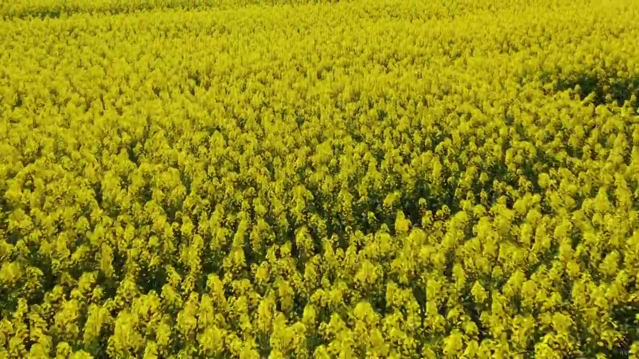 航拍农村大片油菜花田花海美丽景象视频素材