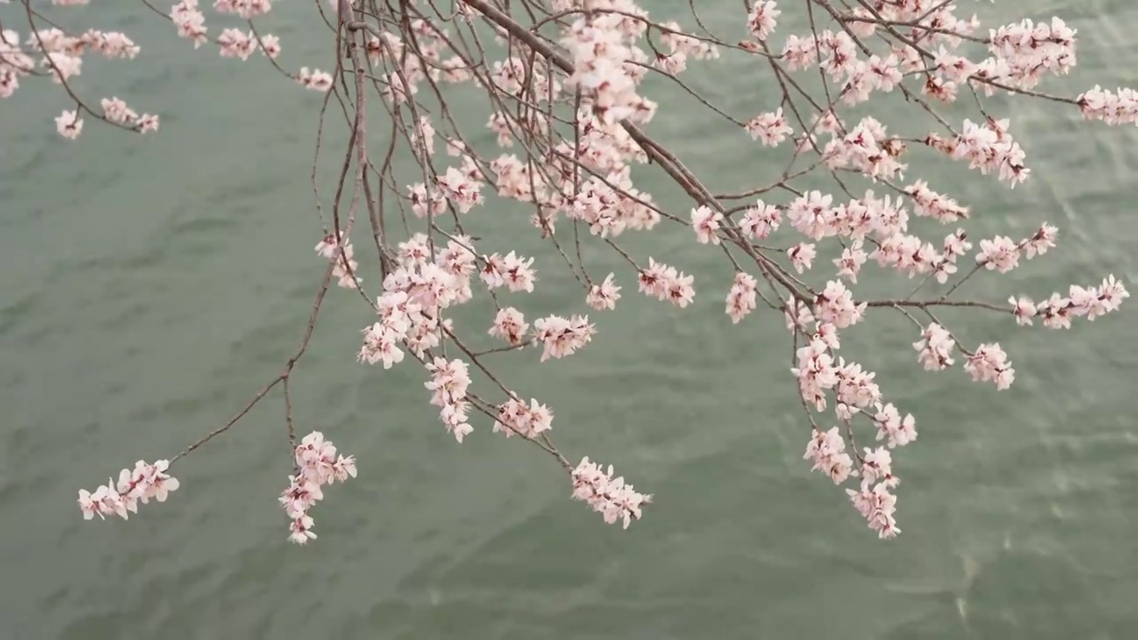 颐和园西堤桃花盛开视频素材