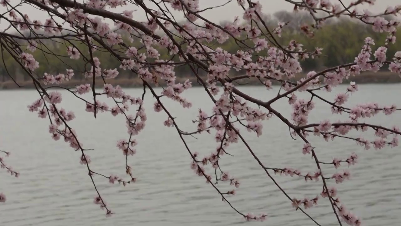 颐和园西堤桃花盛开视频素材