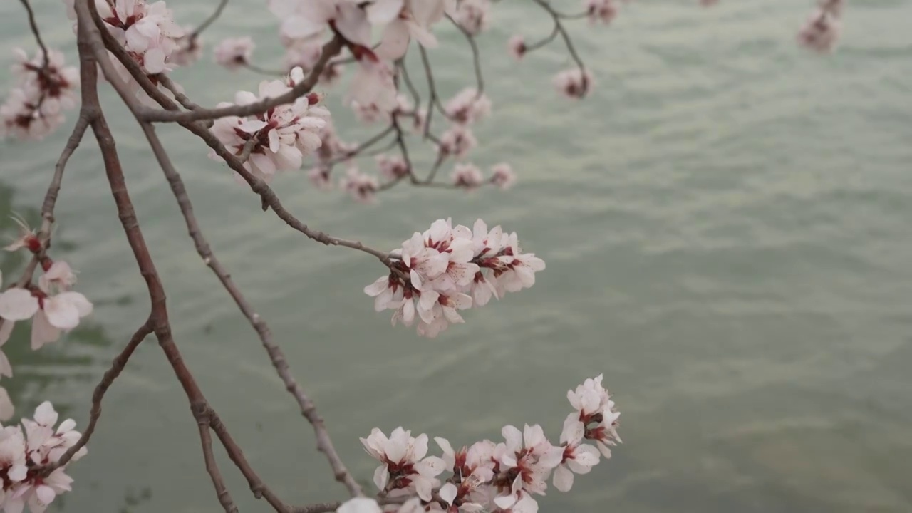 颐和园西堤桃花盛开视频素材