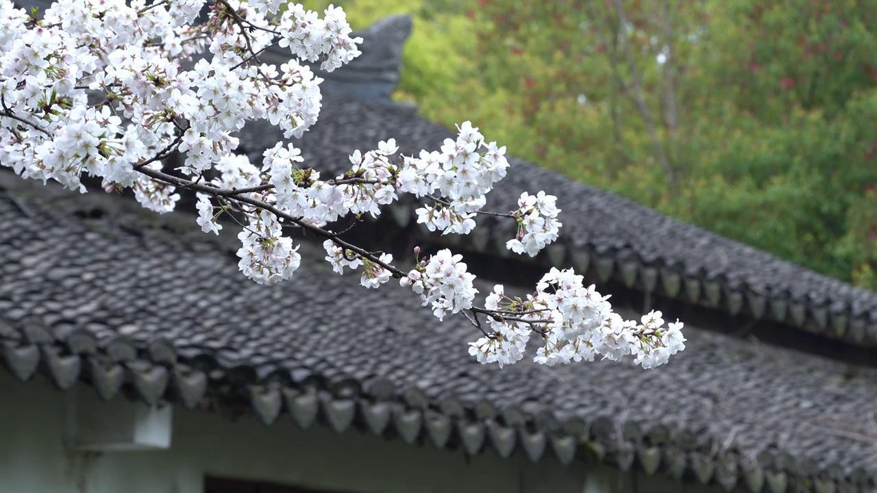 几株樱花与古建筑屋檐视频素材