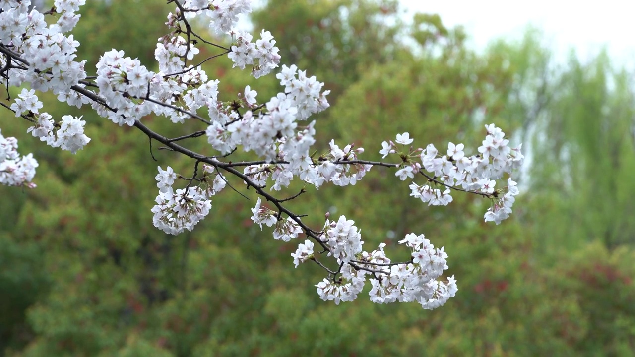 几株樱花与古建筑屋檐视频素材