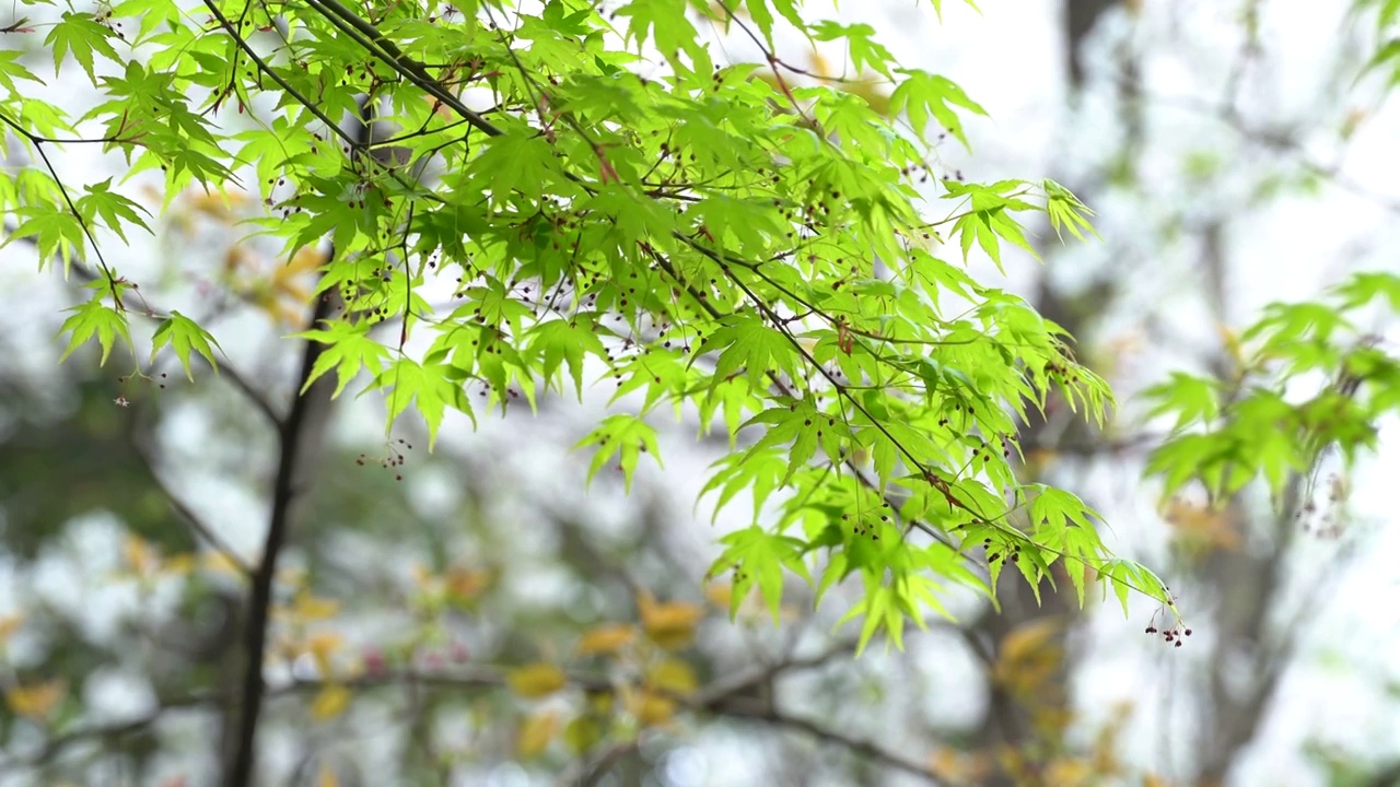 春天 绿色枫叶随风舞动视频素材